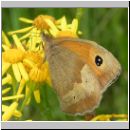 Maniola jurtina - Grosses Ochsenauge 06.jpg